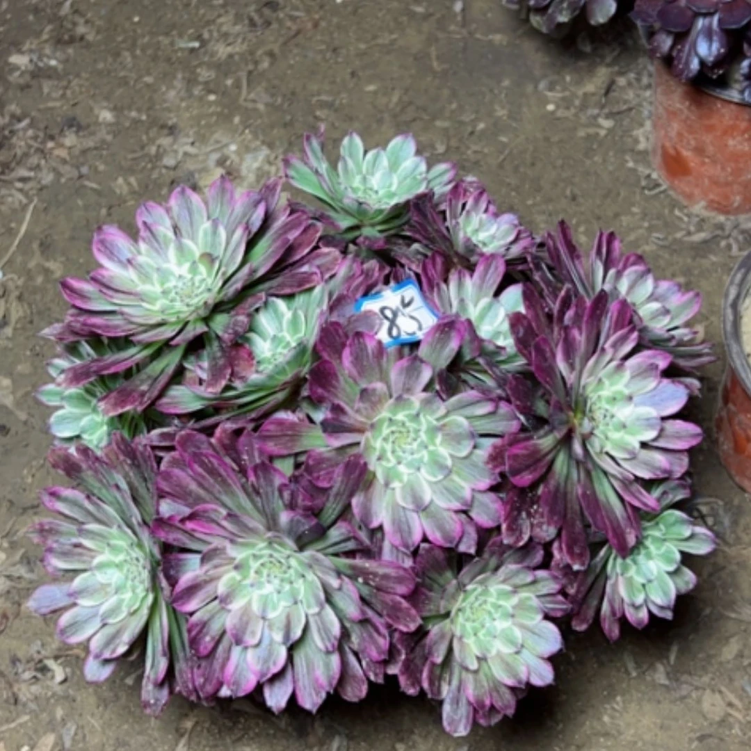 【闪购商品】多肉植物粉墨85