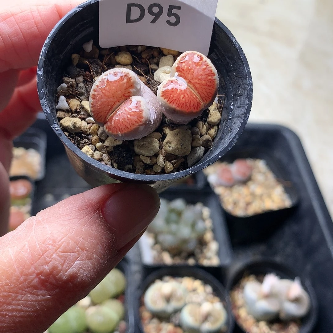 大****瓜D95多肉植物保护
