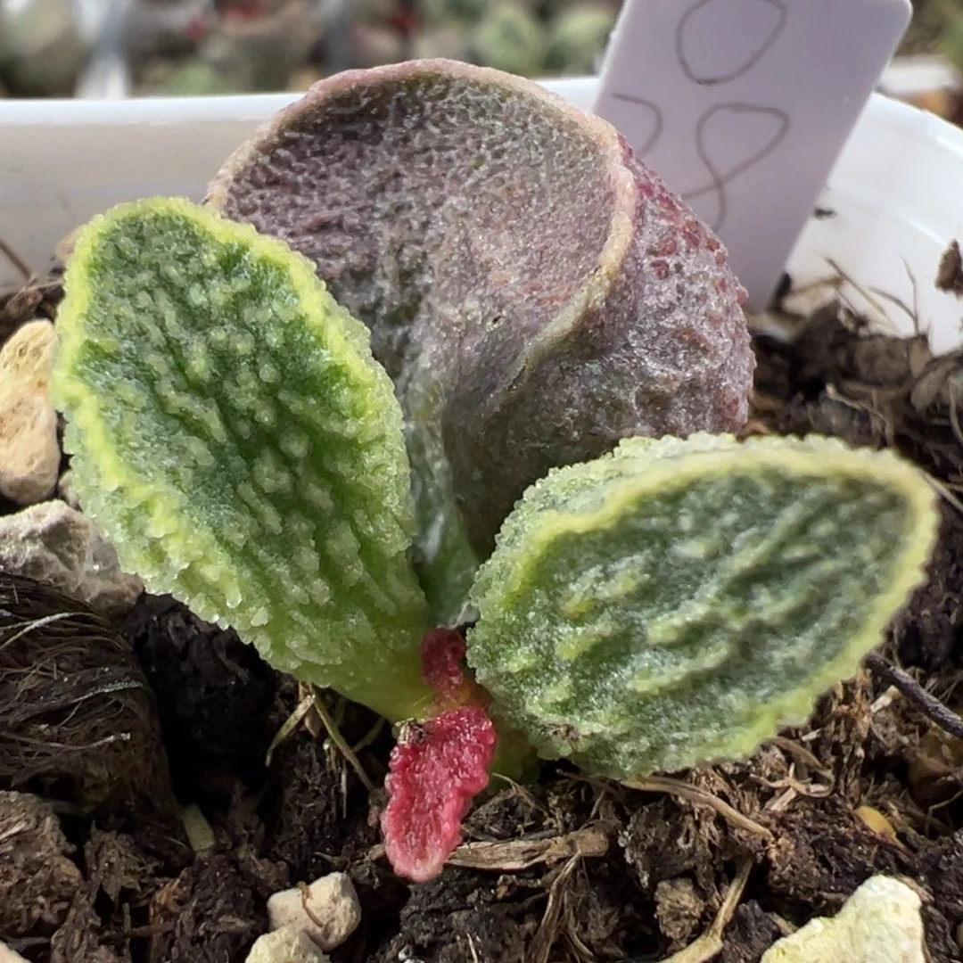 竖条纹实生新品大苗多肉植物