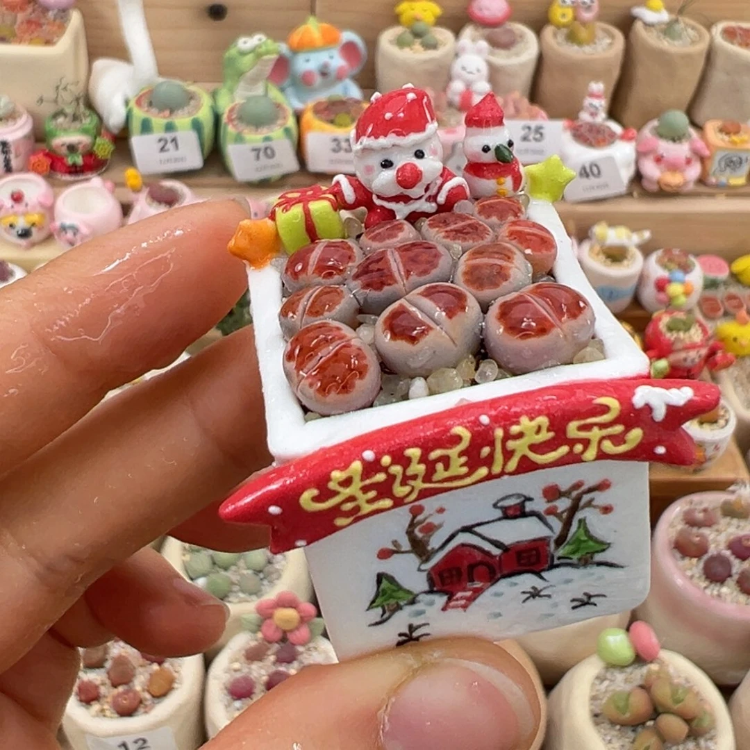 多肉植物79号红色