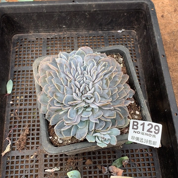 汉堡缀化  129中秋福利8折