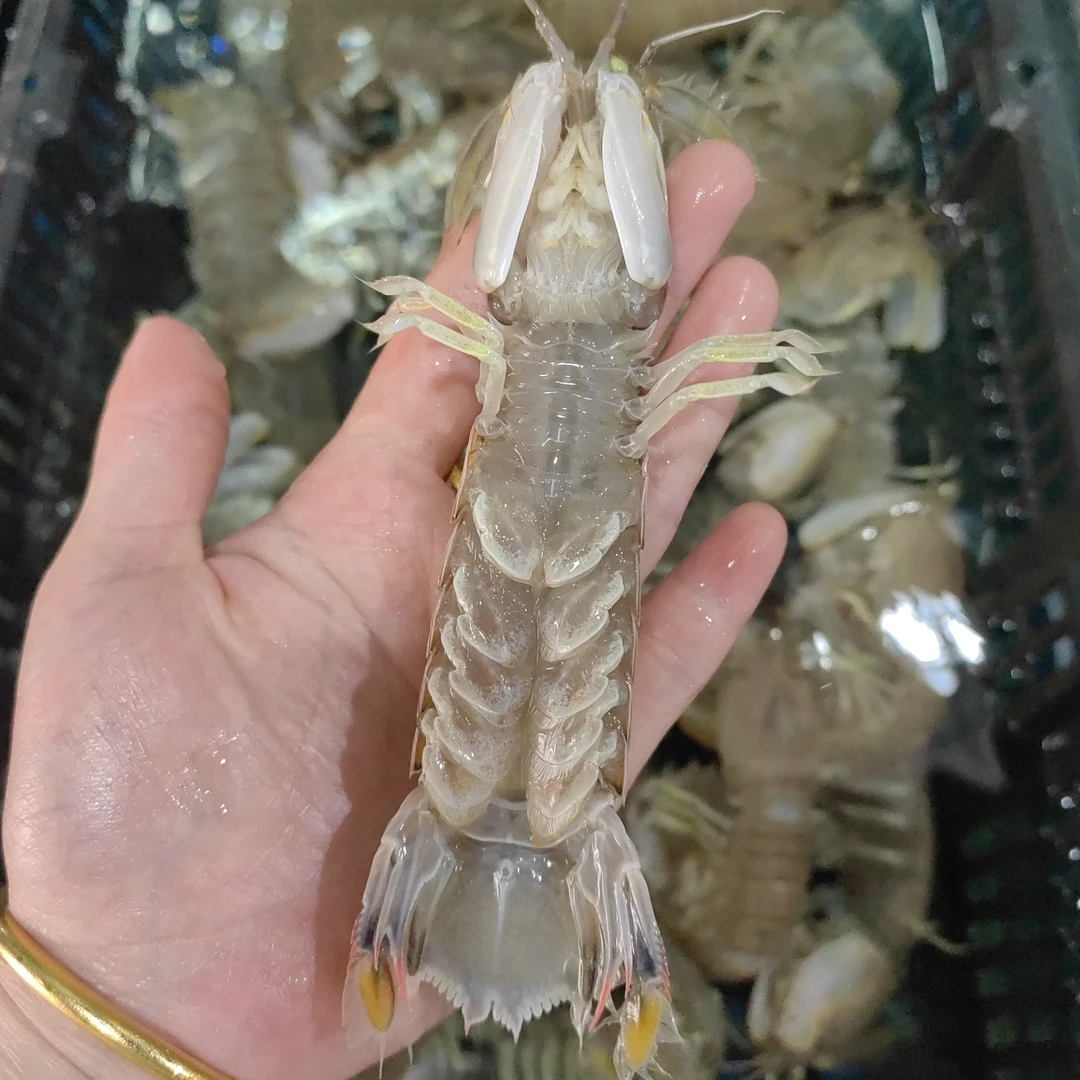 鲜活皮皮虾 500g