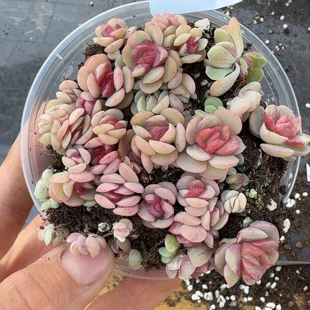 杂交新品珍妮多肉1460