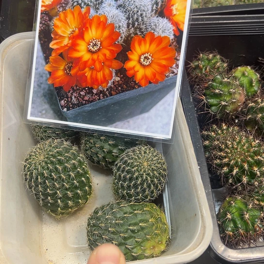 392沟宝山仙人球往事大单头