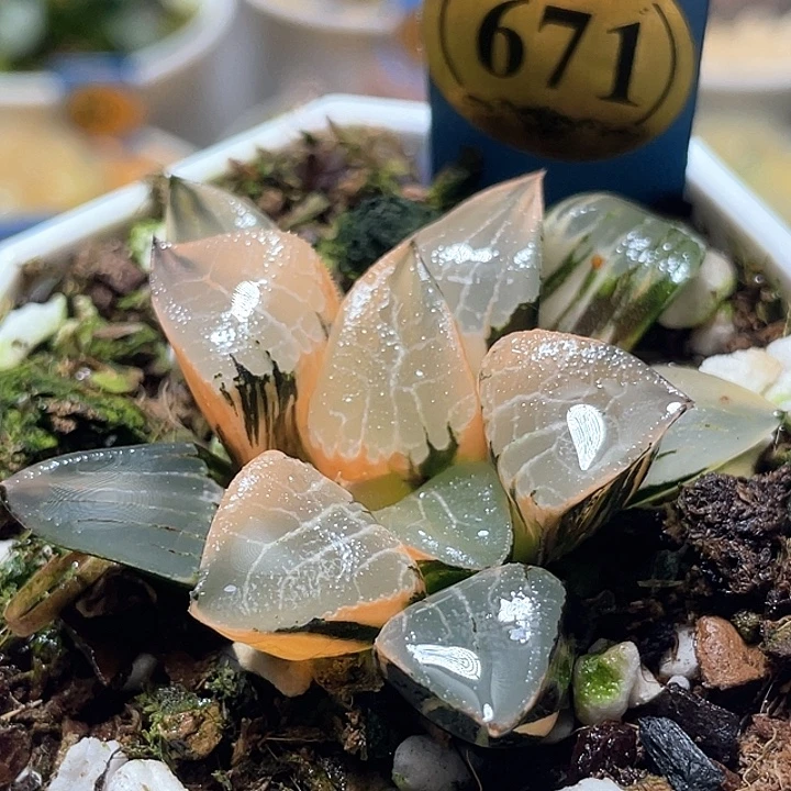 671超锦花影特选福利