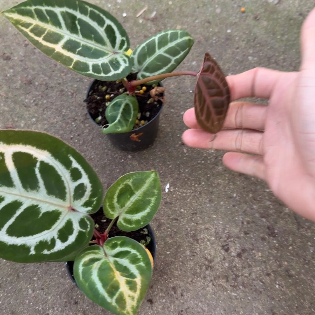 很***君完全开放粉柠檬杂紫刷