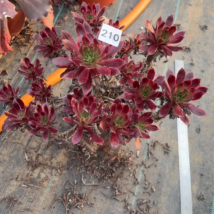 甜***麻孔雀锦多肉植物不包损210