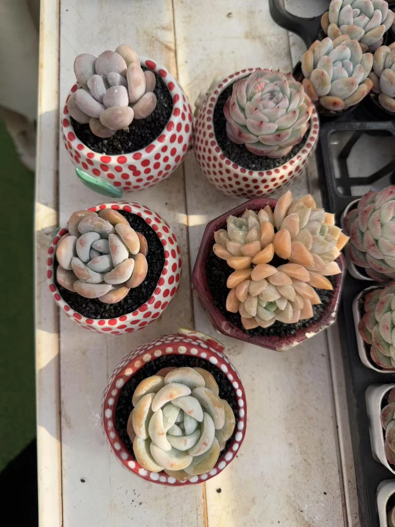 5颗景天套餐单头（4.5cm）带盆土金先生精品多肉