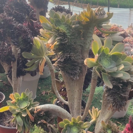 168原始绿缀化法师