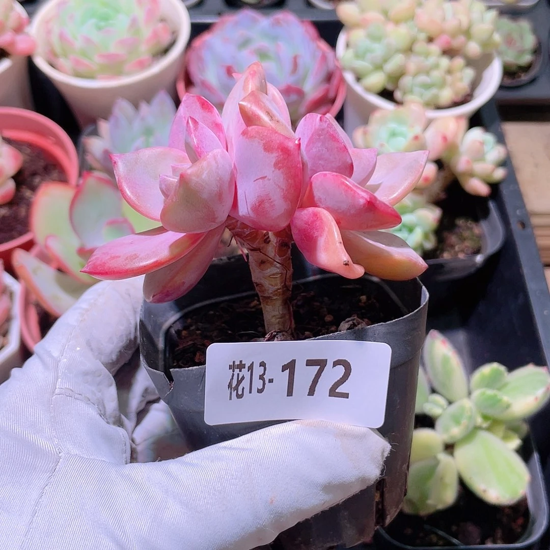 花利美13-172彩虹糖