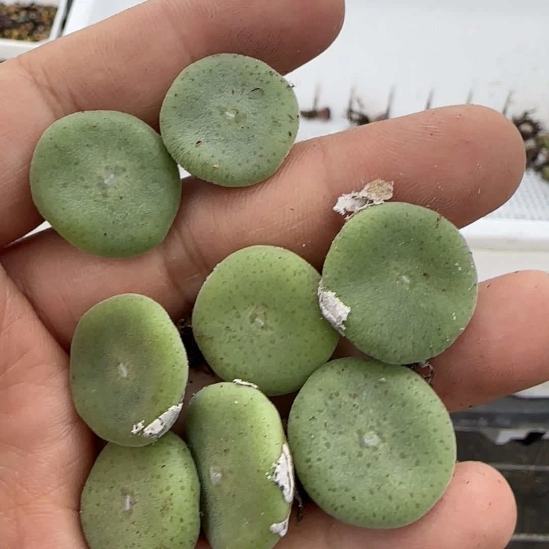 毛饼多肉植物y8颗