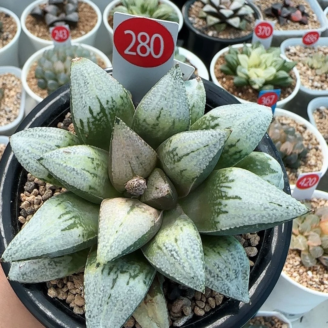 280号隆巴德实生一物一拍带盆