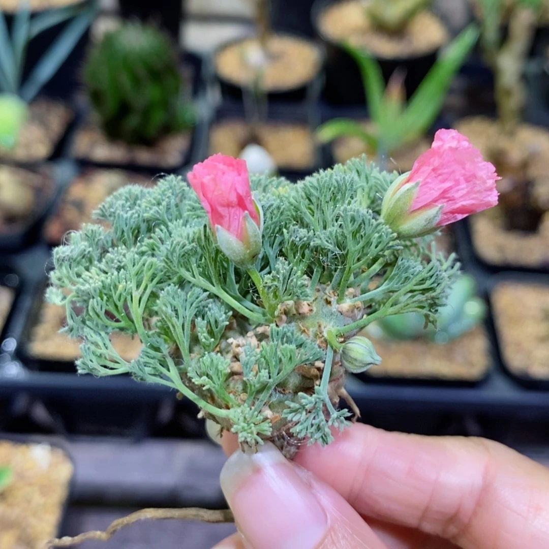【闪购商品】白皮月界