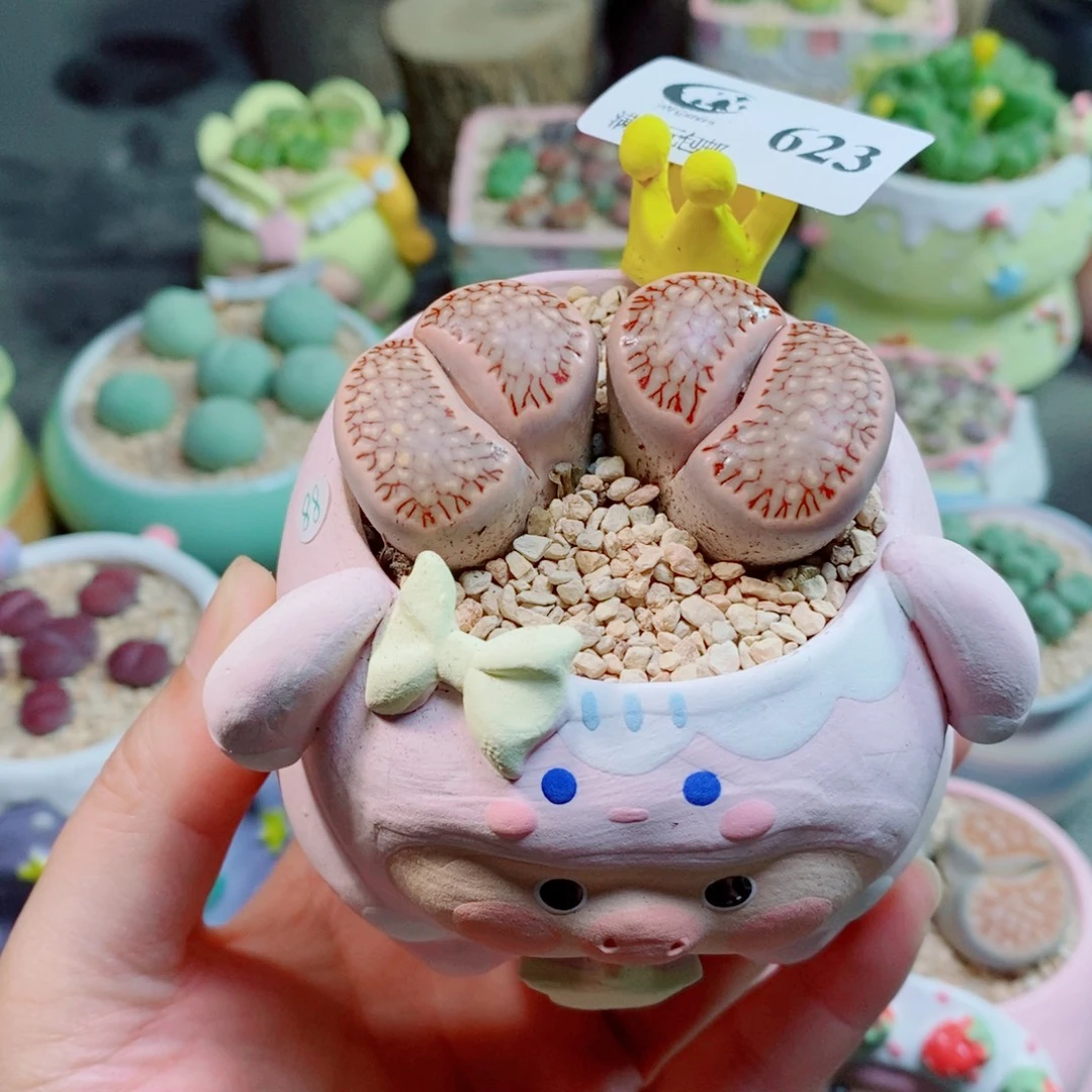 生石花花花花花花花623