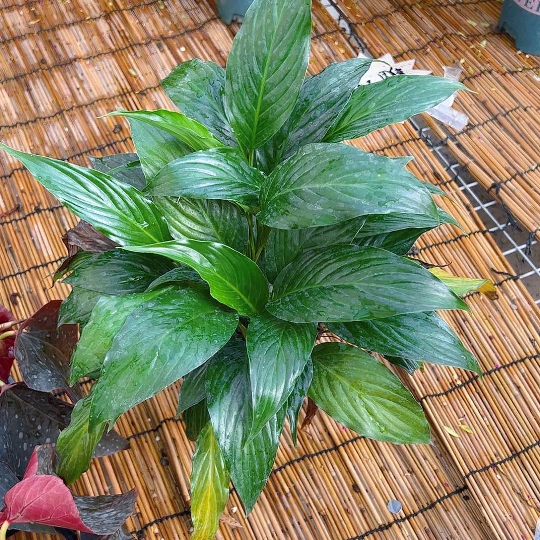 完全开放一帆风顺特价