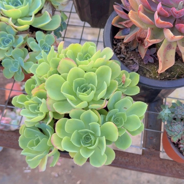 柠檬玫瑰手捧老桩