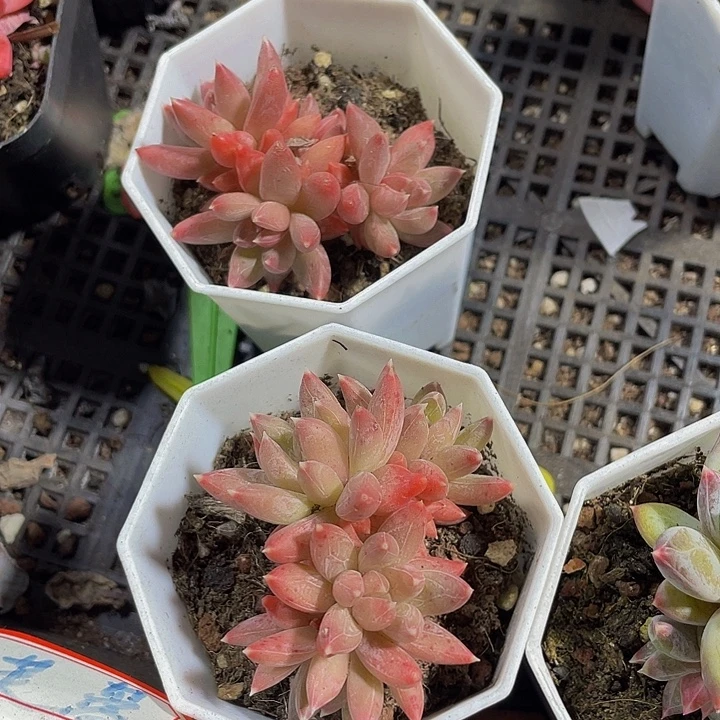 糖抓群带盆土发货