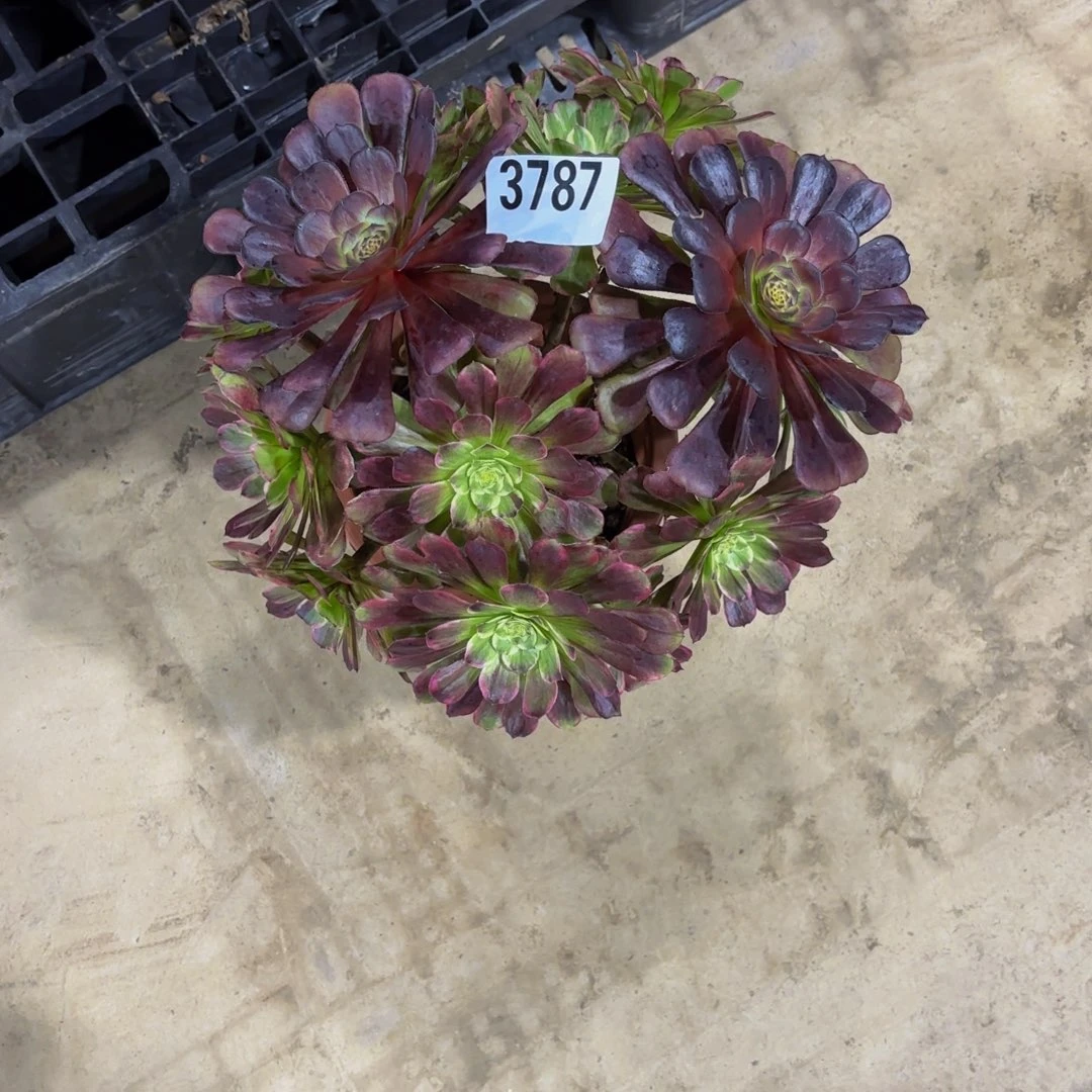 无花朵3787绿体水墨花1111111