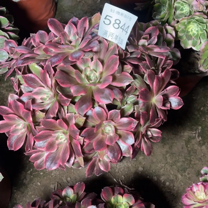 5844浣纱的人多肉的