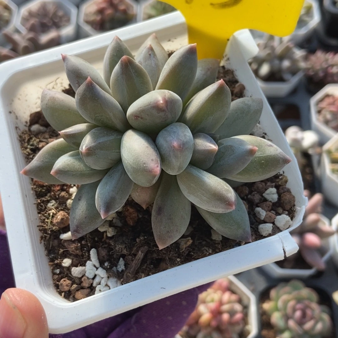 15重楼多肉植物多肉