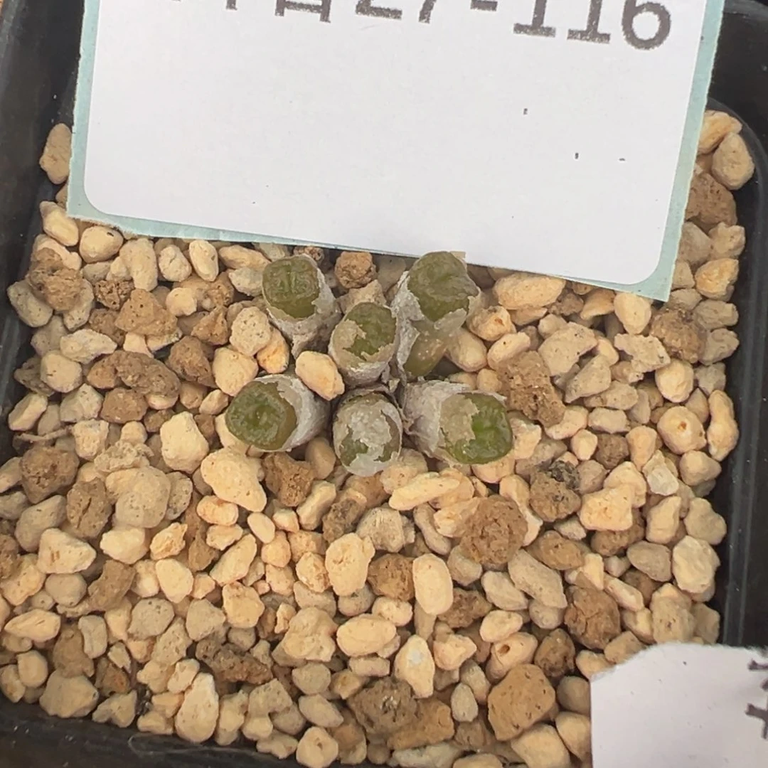 27-116肉锥多肉植物