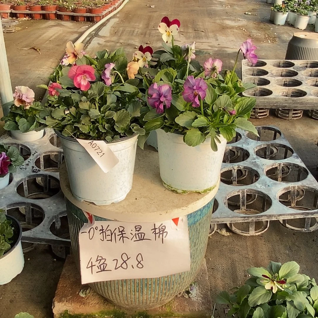 大部分花苞少量开放721