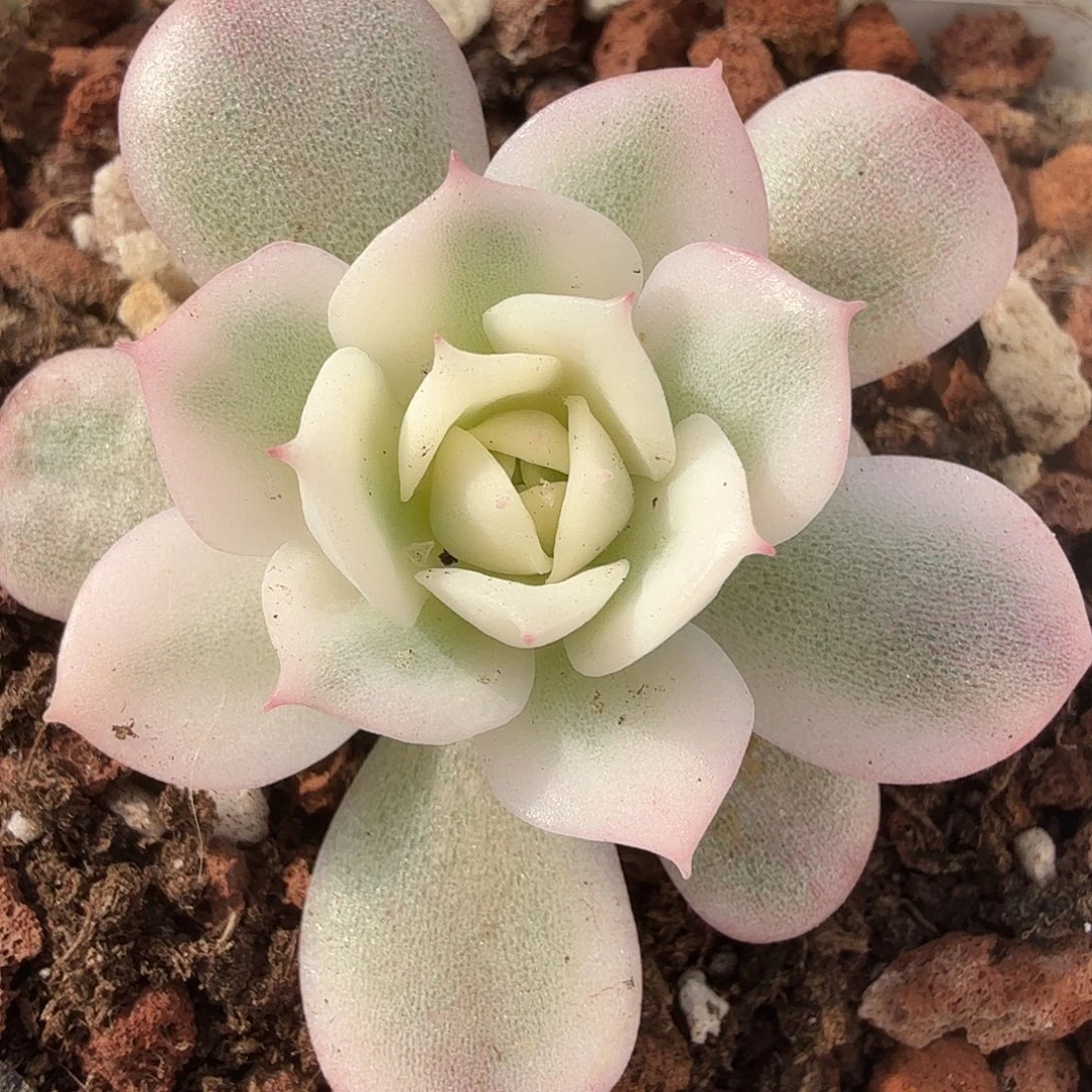 粉水晶锦，多肉植物。