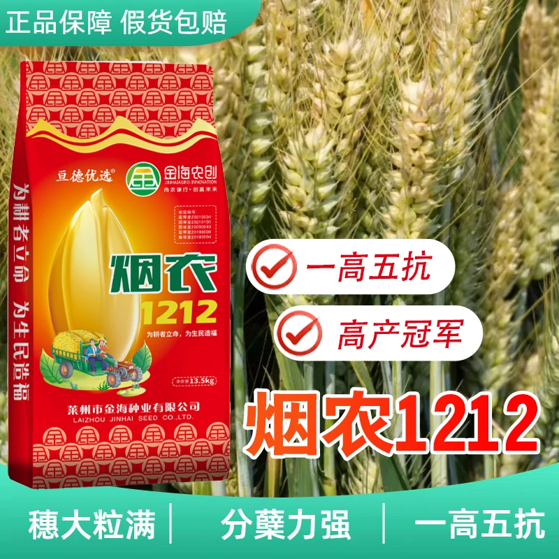 D烟农1212高产小麦种子推荐矮杆品种大穗抗冻抗旱抗倒伏正品