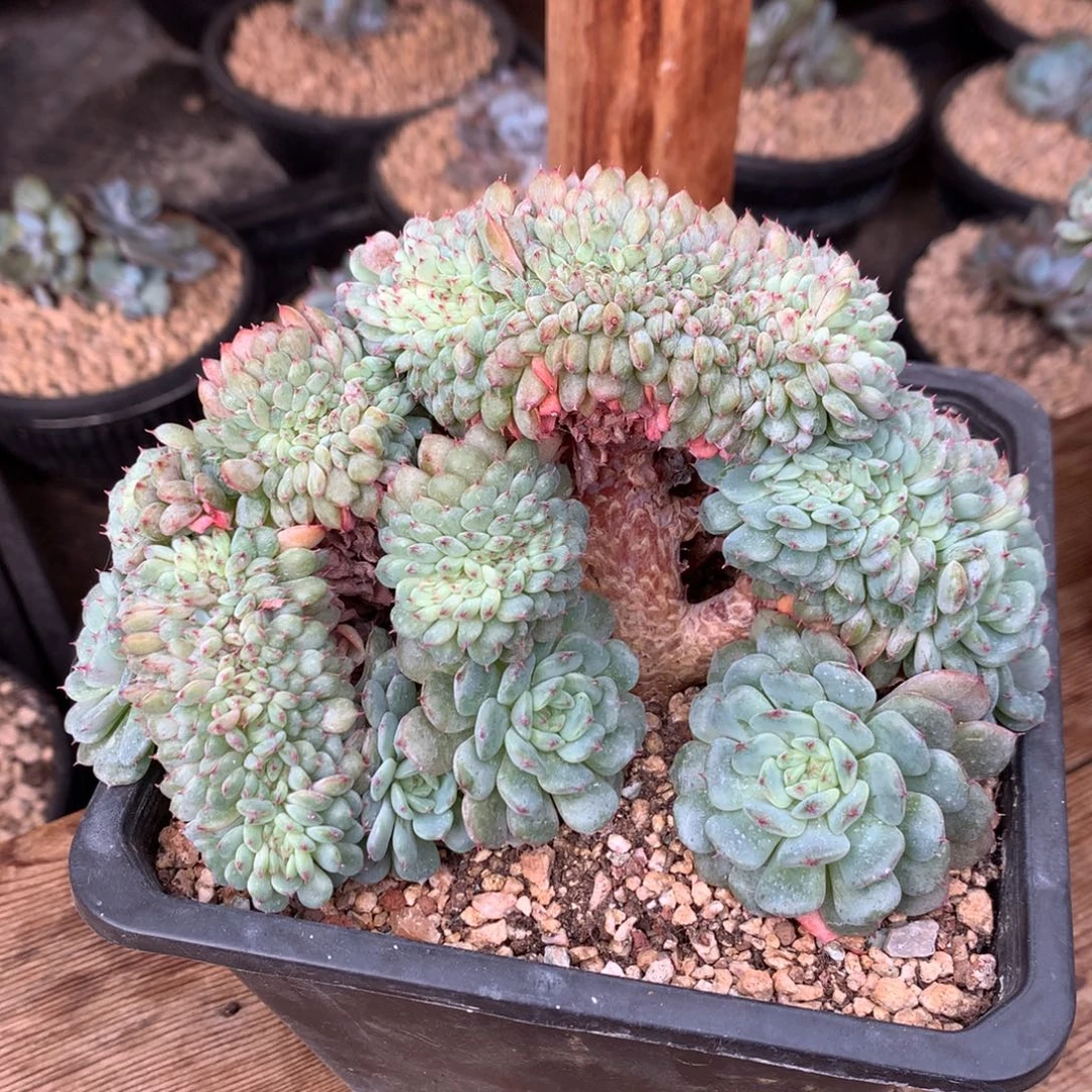 多肉植物白胖子树缀