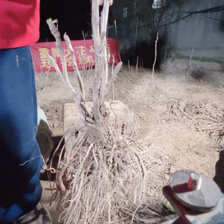 当前无花栽培后可以开花魏紫