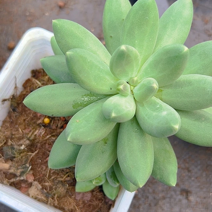 蓝眼睛系列美人特价福利