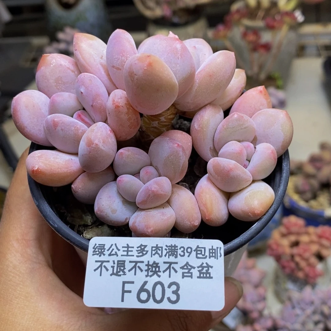 603丸叶香水多肉8c m