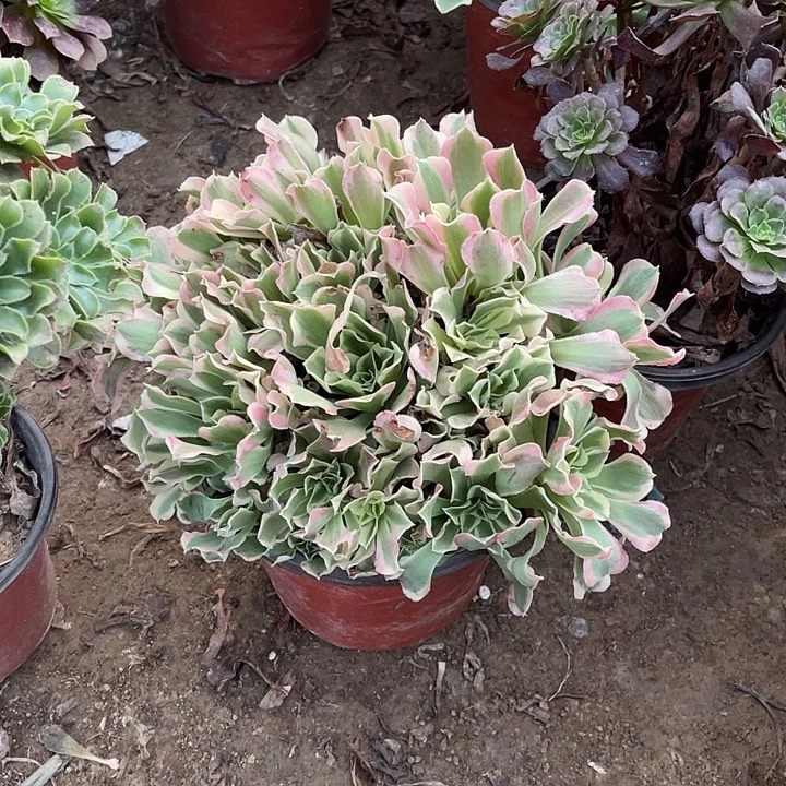 白凤玫瑰玫瑰玫瑰