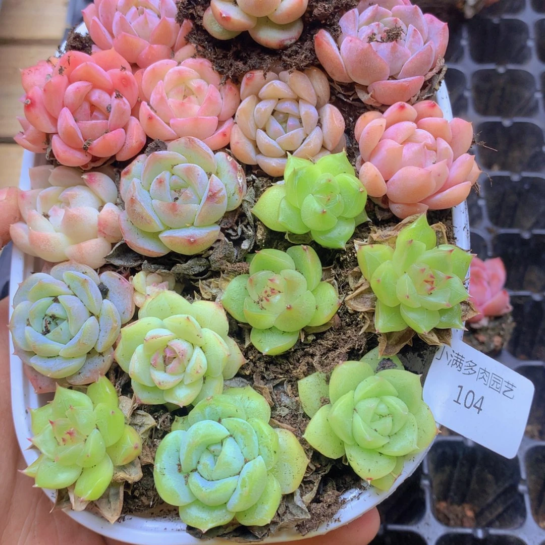 我要去看你了啊我的天104