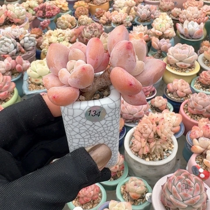 c***2134 多肉含盆土 30元包邮 除偏远地区