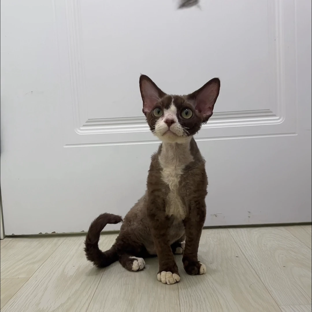 德文卷毛猫咖白开脸妹妹满耳满背性格好