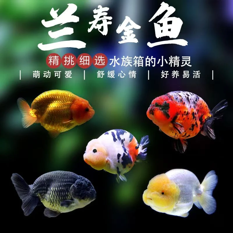 （4号链接）兰寿将军泰狮玛丽冷水鱼观赏鱼小金鱼苗小型鱼淡水鱼