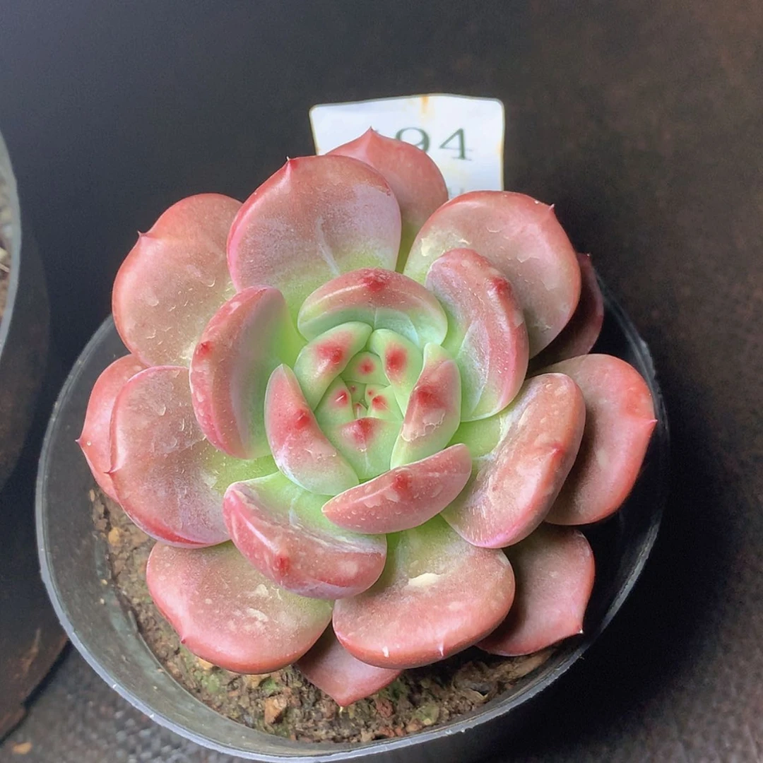 【闪购商品】云494号