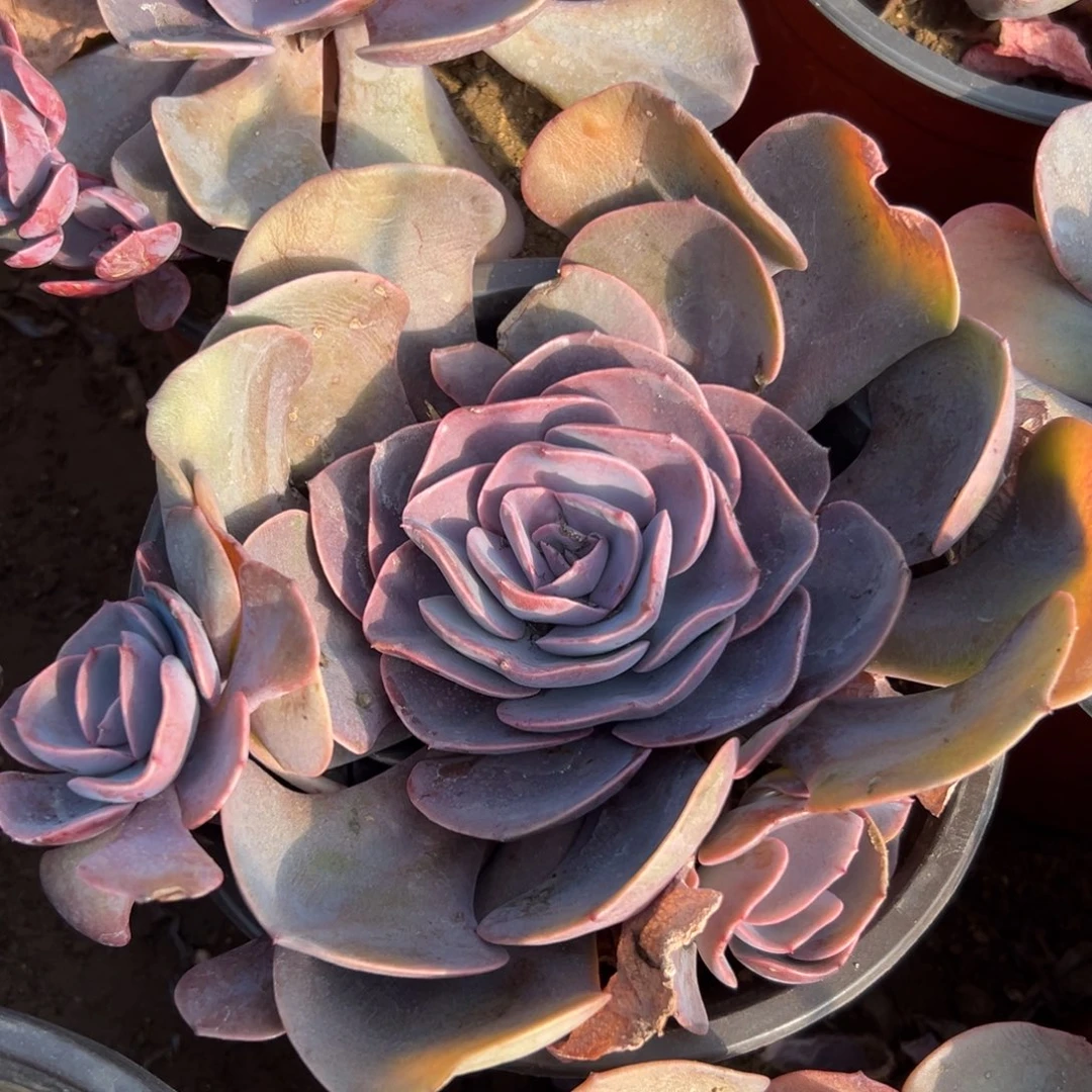 多肉植物多肉植物