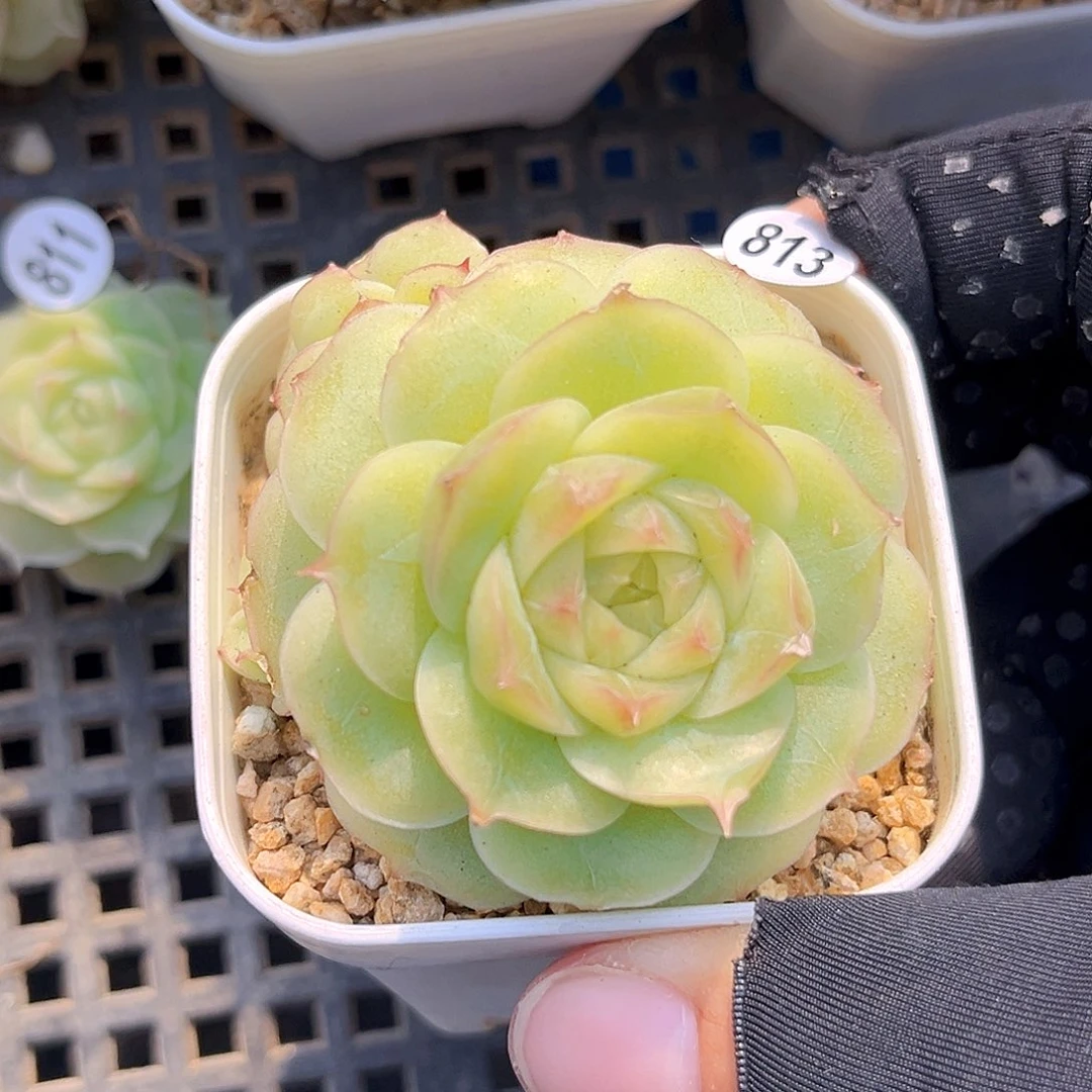 813一物一拍 听白