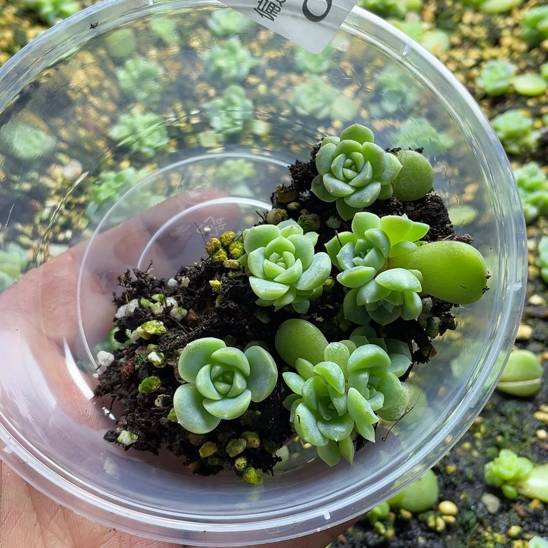 无尽灯一物一拍042