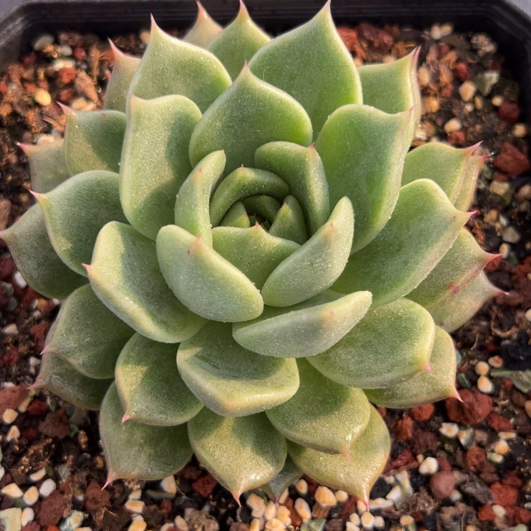 多肉植物一物一拍（10号）