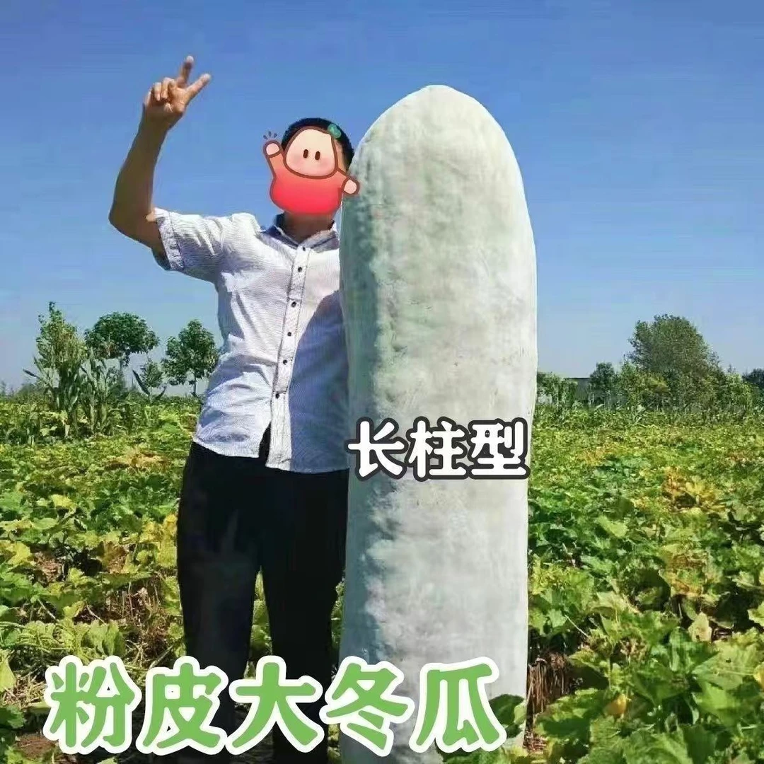 【粉皮大冬瓜种子】四季种植盆栽地栽阳台小院种植