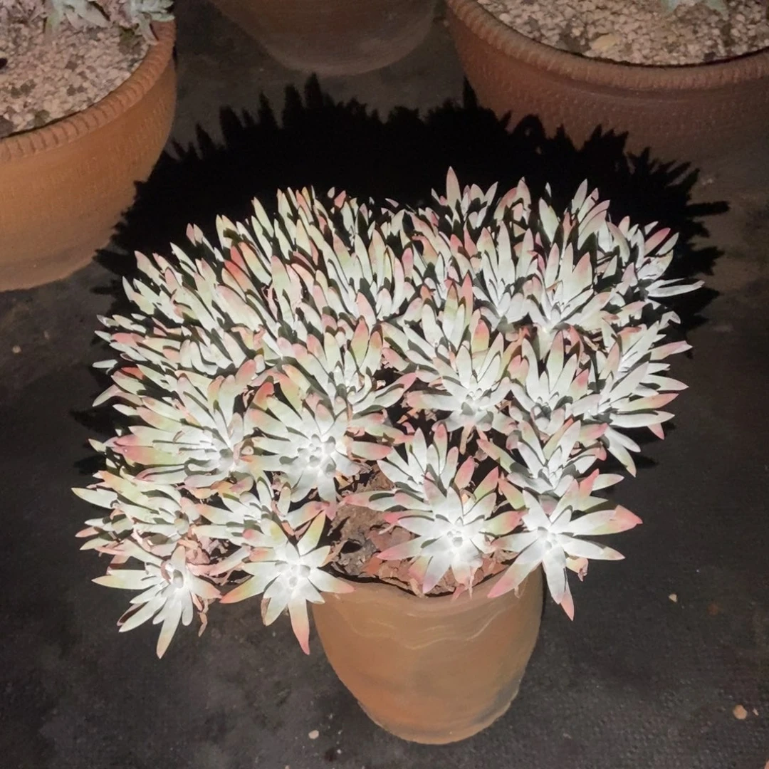 雪花多肉植物啦啦啦啦
