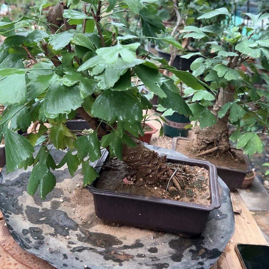 定***闲无花朵银杏盆景带盆