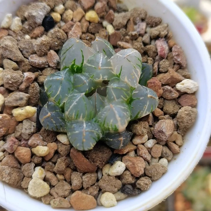 28号OH玉露锦一物一拍带盆土发货