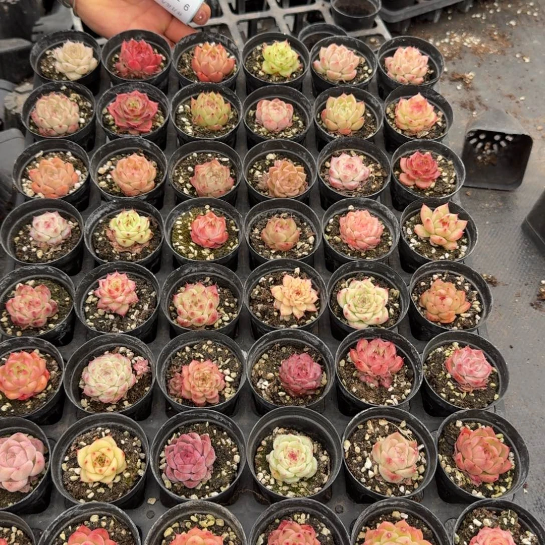 9-33麦秆一筐量拍