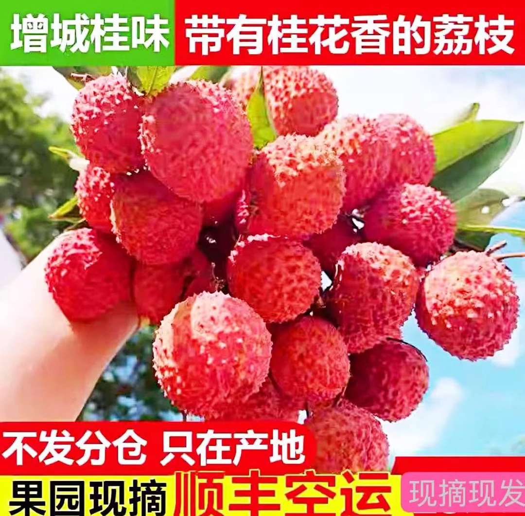 广东省拍（现摘现发）增城桂味荔枝当季水果荔枝（顺丰空运京东特快）