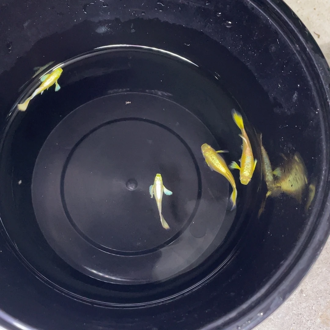 孔雀鱼满麟黄金2对