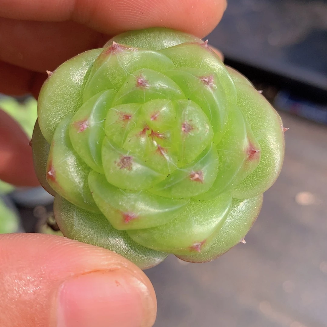 【闪购商品】无双珍妮